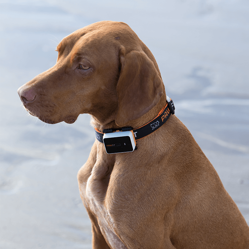 Dog Tracker Collar Size 48x33x14 mm