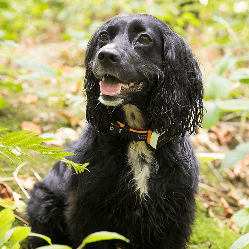 Dog Tracker Collar Size 48x33x14 mm