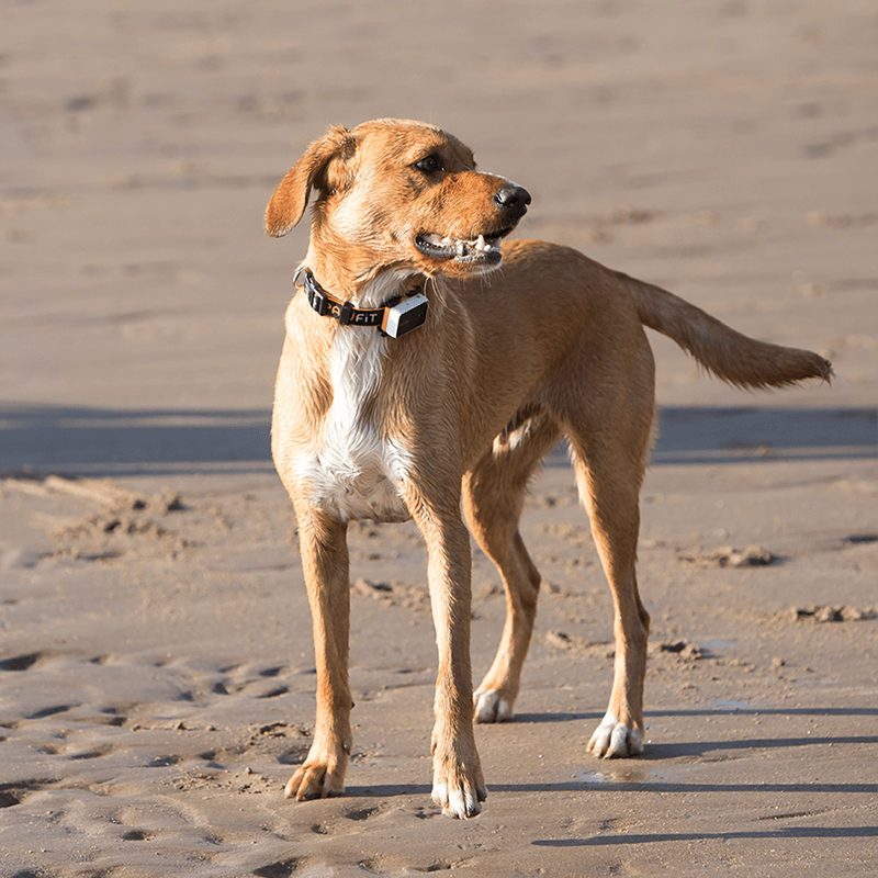 Dog Tracker Collar Size 48x33x14 mm