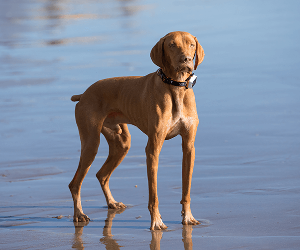 Dog Tracker Collar Size 48x33x14 mm